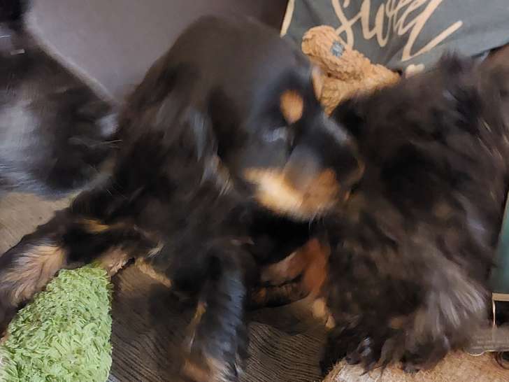 Chiots Cockers Spaniel Anglais LOF à vendre