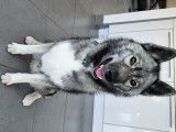 Mâle Husky Sibérien disponible pour saillie