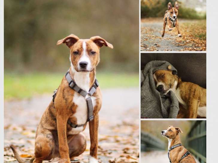 Marley, chien à adopter