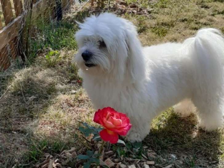 Obi-Wan, mâle Coton de Tuléar LOF disponible pour saillie