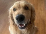 Mâle Golden Retriever disponible pour saillie