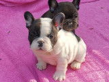 Bouledogues Francais LOF 2 Males 1 bringe 1 caille
