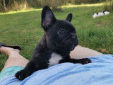 Bouledogues Francais LOF 2 Males 1 bringe 1 caille