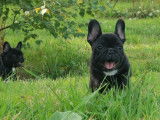Bouledogues Francais LOF 2 Males 1 bringe 1 caille