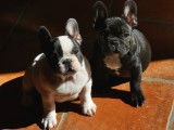 Bouledogues Francais LOF 2 Males 1 bringe 1 caille