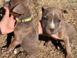 Chiots de race American Staffordshire Terrier &agrave; vendre (5 femelles & 7 m&acirc;les)