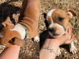 Chiots de race American Staffordshire Terrier &agrave; vendre (5 femelles & 7 m&acirc;les)