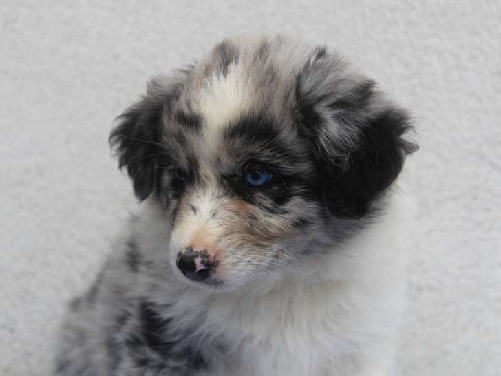 3 chiots femelles Bergers Australiens LOF disponible