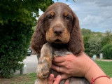 À vendre : 6 chiots Épagneuls Picards LOF, de mai 2023