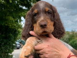 À vendre : 6 chiots Épagneuls Picards LOF, de mai 2023