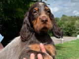 À vendre : 6 chiots Épagneuls Picards LOF, de mai 2023