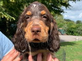 À vendre : 6 chiots Épagneuls Picards LOF, de mai 2023