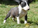6 chiots Bull Terriers Standards LOF, de juin 2023, à réserver