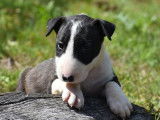 6 chiots Bull Terriers Standards LOF, de juin 2023, à réserver