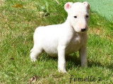 6 chiots Bull Terriers Standards LOF, de juin 2023, à réserver