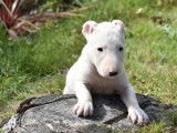 6 chiots Bull Terriers Standards LOF, de juin 2023, à réserver