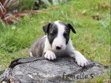 6 chiots Bull Terriers Standards LOF, de juin 2023, à réserver