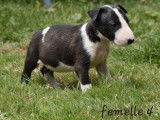 6 chiots Bull Terriers Standards LOF, de juin 2023, à réserver