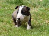 6 chiots Bull Terriers Standards LOF, de juin 2023, à réserver