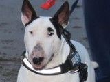 6 chiots Bull Terriers Standards LOF, de juin 2023, à réserver