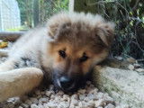 Un chiot mâle Eurasier LOF à la vente