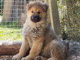 Un chiot mâle Eurasier LOF à la vente