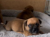 2 chiots mâles Staffordshire Bull Terriers LOF à réserver