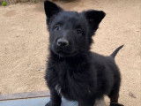 Des chiots Bergers Belges Groenendael LOF disponibles à la vente