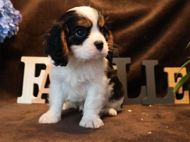 2 chiots Cavaliers King Charles tricolores mâles LOF à réserver