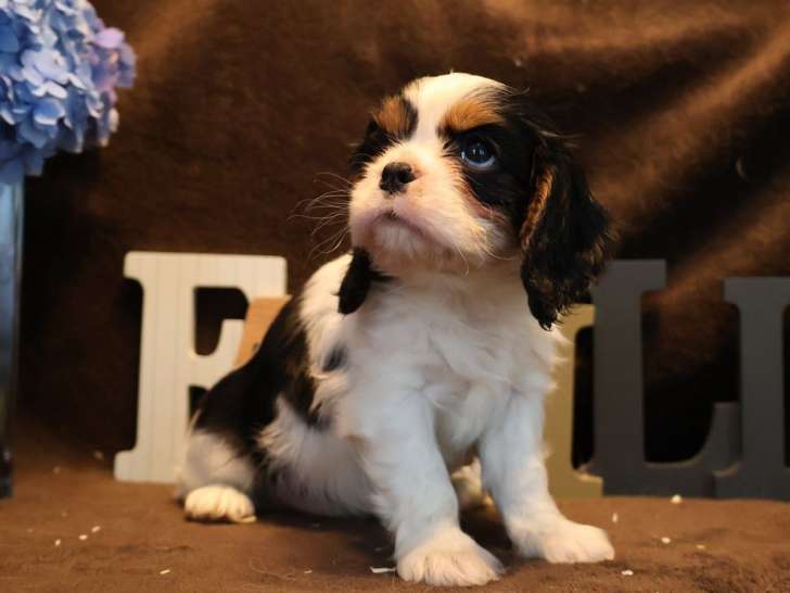 4 chiots Cavaliers King Charles tricolores LOF à réserve