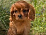 5 chiots Cavaliers King Charles LOF à la vente