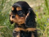 5 chiots Cavaliers King Charles LOF à la vente
