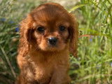 5 chiots Cavaliers King Charles LOF à la vente