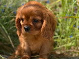 5 chiots Cavaliers King Charles LOF à la vente