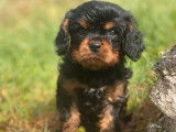 5 chiots Cavaliers King Charles LOF à la vente