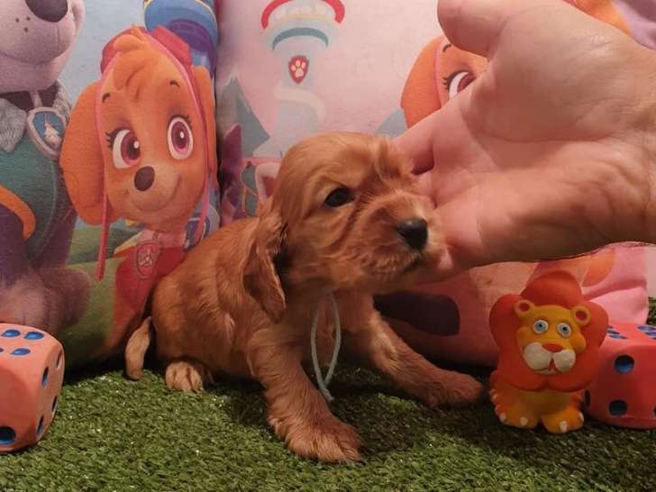 Réservation de 8 chiots Cockers Anglais (LOF)