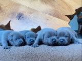 À réserver : chiots Staffordshire Bull Terriers bleus (LOF)