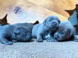 À réserver : chiots Staffordshire Bull Terriers bleus (LOF)