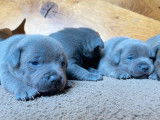À réserver : chiots Staffordshire Bull Terriers bleus (LOF)