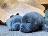 À réserver : chiots Staffordshire Bull Terriers bleus (LOF)