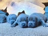 À réserver : chiots Staffordshire Bull Terriers bleus (LOF)