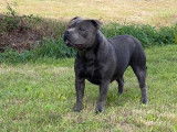 À réserver : chiots Staffordshire Bull Terriers bleus (LOF)
