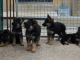 5 chiots Bergers Allemands noir et feu (LOF), à réserver