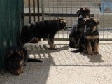 5 chiots Bergers Allemands noir et feu (LOF), à réserver