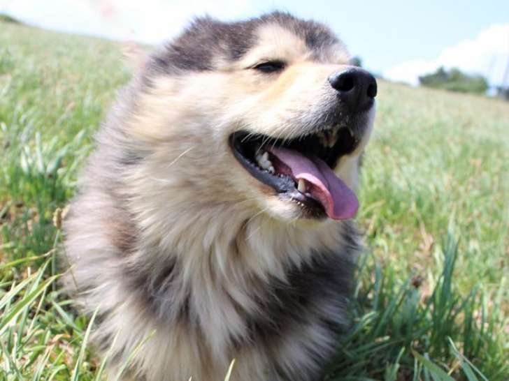 À vendre : chien Finnois de Laponie chocolat et beige âgé d’un an et demi (LOF)