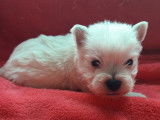 À réserver : chiots West Highland White Terriers de robe blanche mâles (LOF)