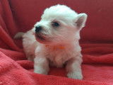 À réserver : chiots West Highland White Terriers de robe blanche mâles (LOF)