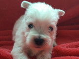 À réserver : chiots West Highland White Terriers de robe blanche mâles (LOF)