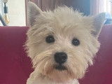 À réserver : chiots West Highland White Terriers de robe blanche mâles (LOF)