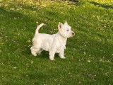 À réserver : chiots West Highland White Terriers de robe blanche mâles (LOF)
